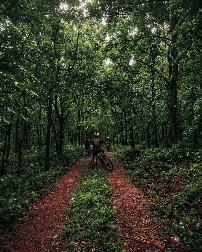 Group of cyclists explore a lush, green forest trail under a canopy of trees.